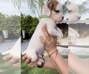 Boxer Puppy for sale in FRESNO, CA, USA