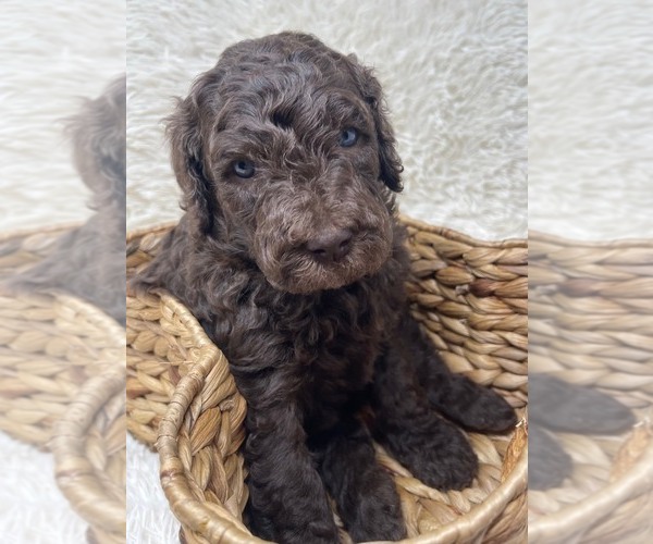 Medium Photo #7 Double Doodle Puppy For Sale in PIERSON, FL, USA