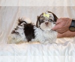 Small #10 Shih Tzu