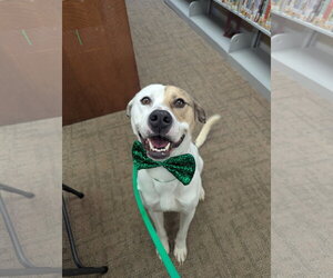 Levi - Male American Foxhound-Boxer Mix Dog for Adoption - Photo #6