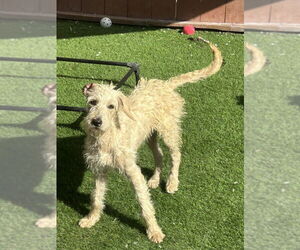 Mutt Dogs for adoption in San Diego , CA, USA
