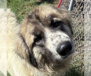Great Pyrenees-Unknown Mix Dogs for adoption in Canton, CT, USA