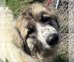 Small Great Pyrenees Mix