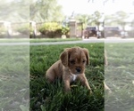 Small Photo #10 Cavapoo Puppy For Sale in ALBUQUERQUE, NM, USA