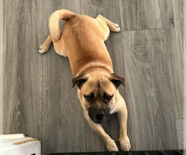 Medium Photo #1 Puggle Puppy For Sale in Lakewood, CO, USA