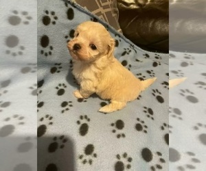 Maltese-Poodle (Toy) Mix Puppy for sale in BOWIE, MD, USA