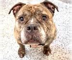 Small #1 American Pit Bull Terrier Mix