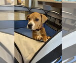 Small #12 American Staffordshire Terrier-Labrador Retriever Mix