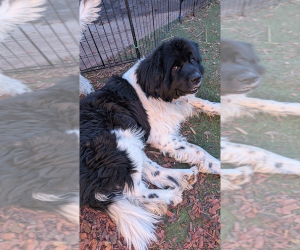 Medium Photo #8 Newfoundland Puppy For Sale in LAS VEGAS, NV, USA