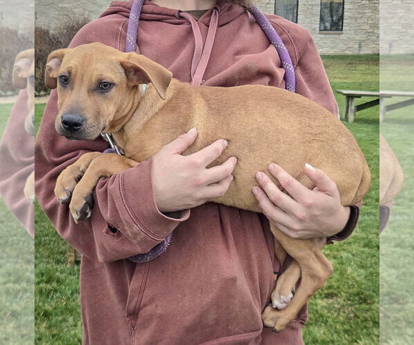 Medium Photo #4 American Staffordshire Terrier-Labrador Retriever Mix Puppy For Sale in Huntley, IL, USA