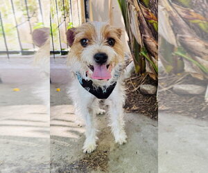 Mutt Dogs for adoption in Marina Del Rey, CA, USA