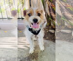 Small Mutt