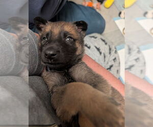 Mutt Dogs for adoption in Imlay City, MI, USA