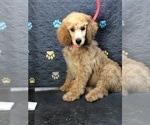 Small #2 Poodle (Standard)
