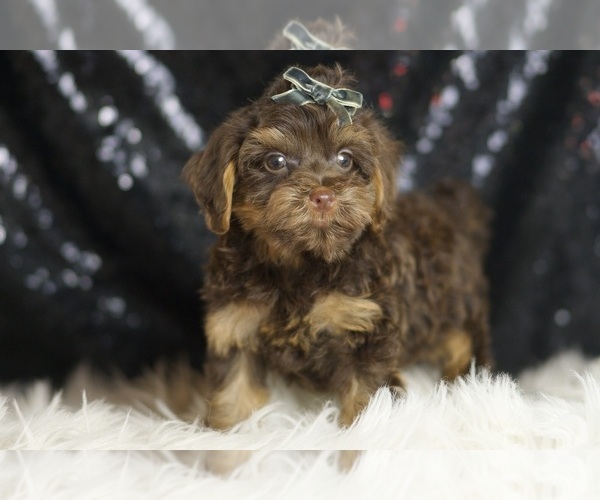 Medium Photo #5 YorkiePoo Puppy For Sale in WARSAW, IN, USA