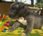 Small Photo #4 American Bully Puppy For Sale in TAMPA, FL, USA