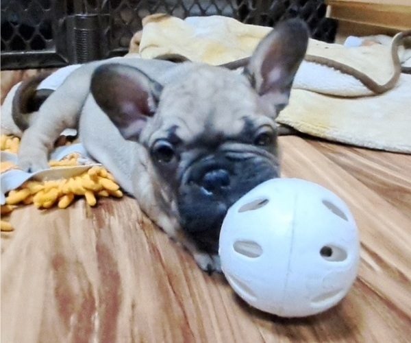 Medium Photo #3 French Bulldog Puppy For Sale in TUCSON, AZ, USA