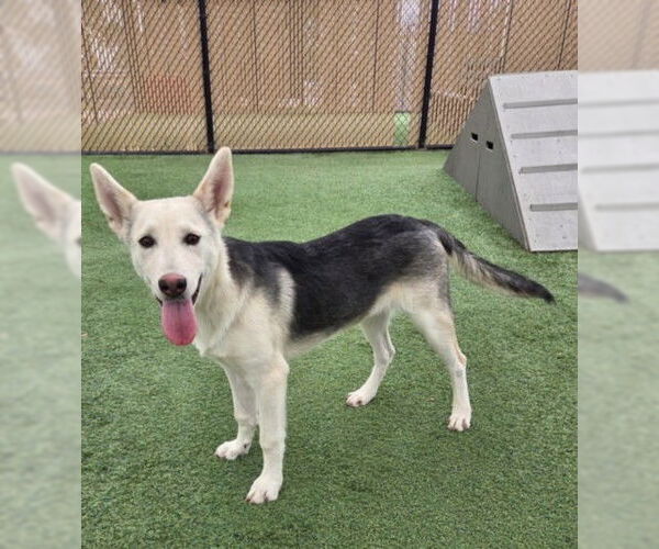 Medium Photo #1 German Shepherd Dog Puppy For Sale in Norco, CA, USA