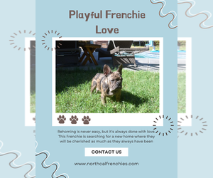 French Bulldog Puppy for sale in SACRAMENTO, CA, USA