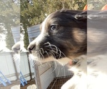 Small Photo #17 Australian Shepherd Puppy For Sale in LUBBOCK, TX, USA