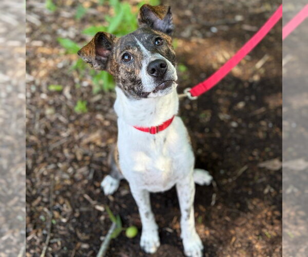 Medium Photo #7 Mutt Puppy For Sale in Canton, CT, USA