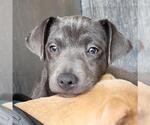 Small American Staffordshire Terrier Mix