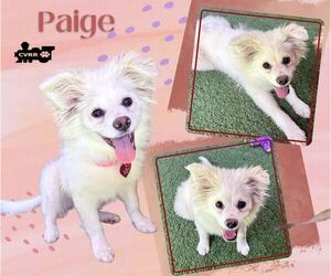 Mutt Dogs for adoption in Lindsay, CA, USA