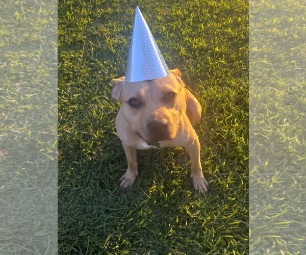 Medium Photo #22 American Pit Bull Terrier-Unknown Mix Puppy For Sale in Murfreesboro, NC, USA