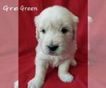 Small #3 English Cream Golden Retriever
