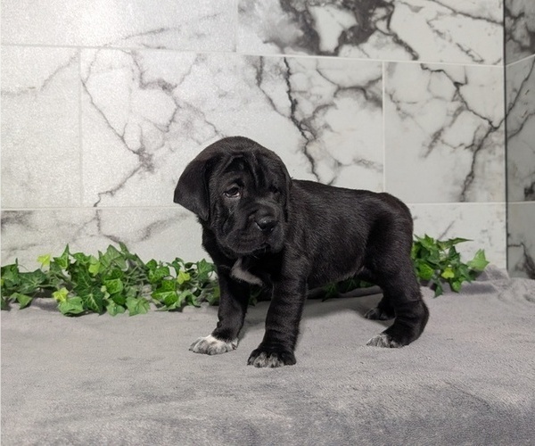 Medium Photo #52 Cocker-Pei Puppy For Sale in GOSHEN, IN, USA
