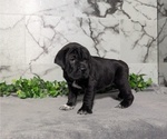 Small Photo #52 Cocker-Pei Puppy For Sale in GOSHEN, IN, USA