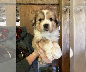 Australian Shepherd-Great Pyrenees Mix Puppy for sale in CHARLESTOWN, IN, USA