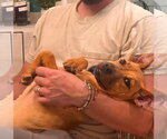 Small #4 Mutt