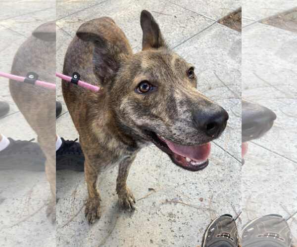 Medium Photo #2 Dutch Shepherd -Unknown Mix Puppy For Sale in San Diego, CA, USA