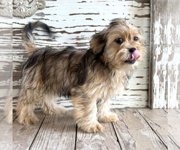 Medium Photo #2 Mutt Puppy For Sale in Boonton, NJ, USA