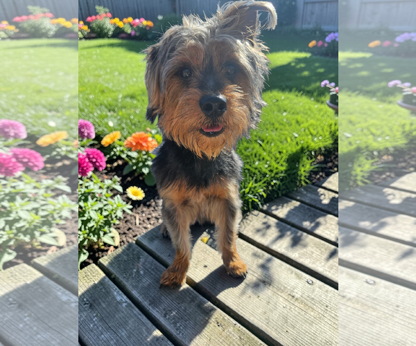 Medium Photo #3 Mutt Puppy For Sale in McKinney, TX, USA