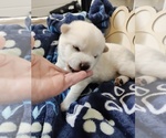 Puppy Puppy 3 Shiba Inu