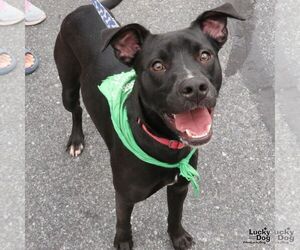 Border Collie-Unknown Mix Dogs for adoption in Washington, DC, USA