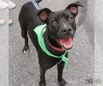 Small Border Collie Mix
