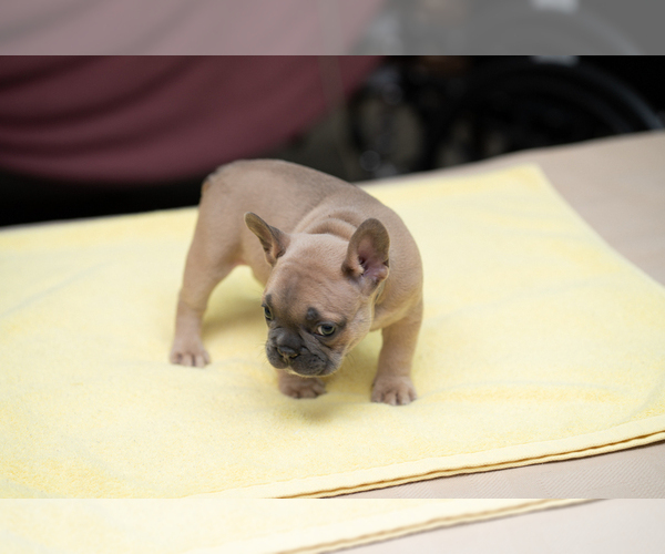 Medium Photo #1 French Bulldog Puppy For Sale in SACRAMENTO, CA, USA