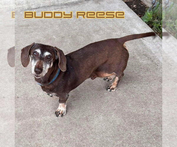 Medium Photo #10 Dachshund Puppy For Sale in San Antonio, TX, USA
