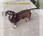 Small #9 Dachshund