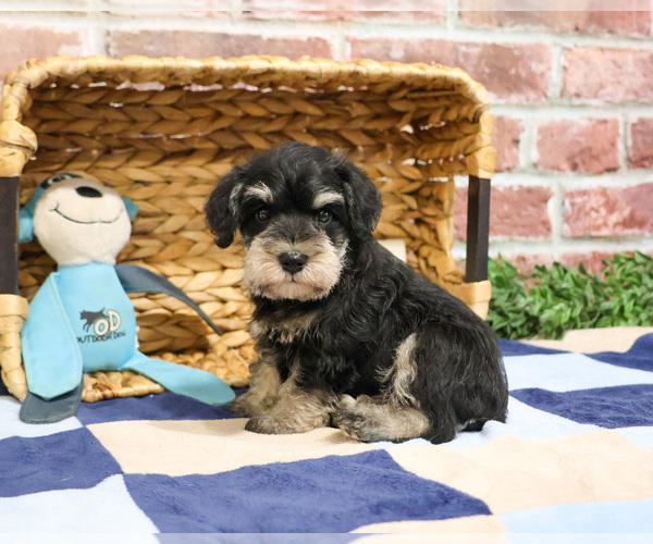 Medium Photo #5 Schnauzer (Miniature) Puppy For Sale in SYRACUSE, IN, USA