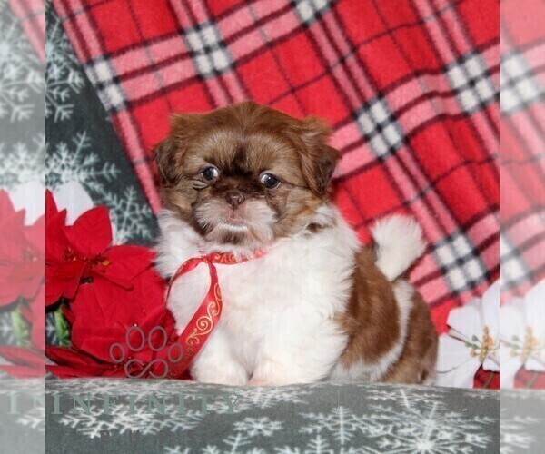 Medium Photo #4 Shih Tzu Puppy For Sale in WINDSOR, PA, USA
