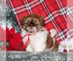 Small #3 Shih Tzu