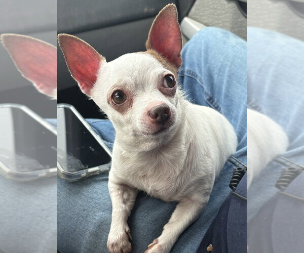 Medium Photo #1 Chihuahua Puppy For Sale in Bolivar, MO, USA