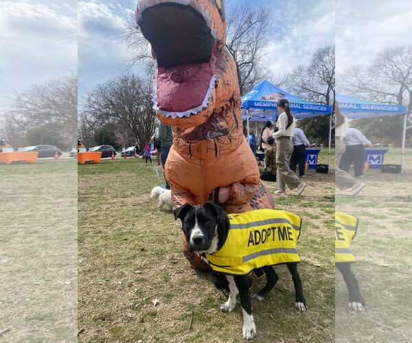 Medium Photo #4 Mutt Puppy For Sale in Munford, TN, USA