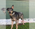 Small German Shepherd Dog Mix