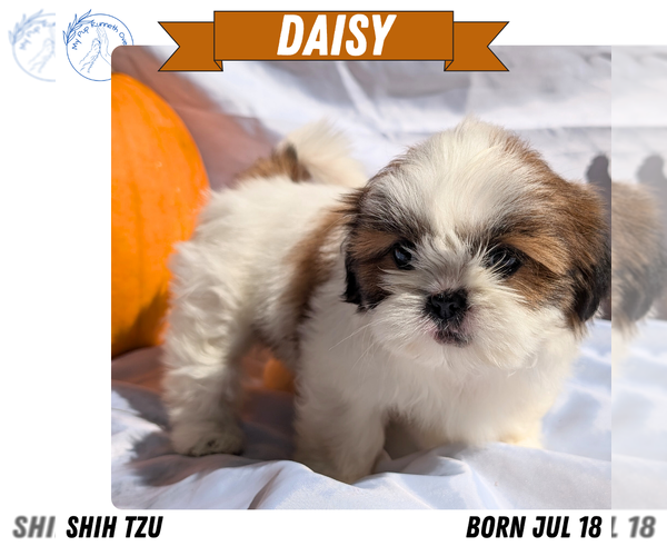 Medium Photo #10 Shih Tzu Puppy For Sale in GOSHEN, IN, USA