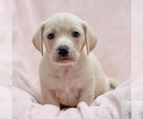 Medium Photo #2 Labrador Retriever-Unknown Mix Puppy For Sale in San Diego, CA, USA